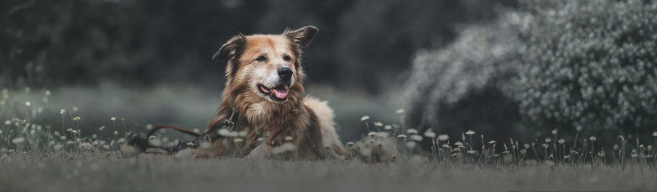 Older Dog Laying on the Grass Older Dog Laying on the Grass