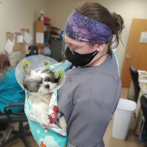 Staff member holding a dog with a cone on in a sling 