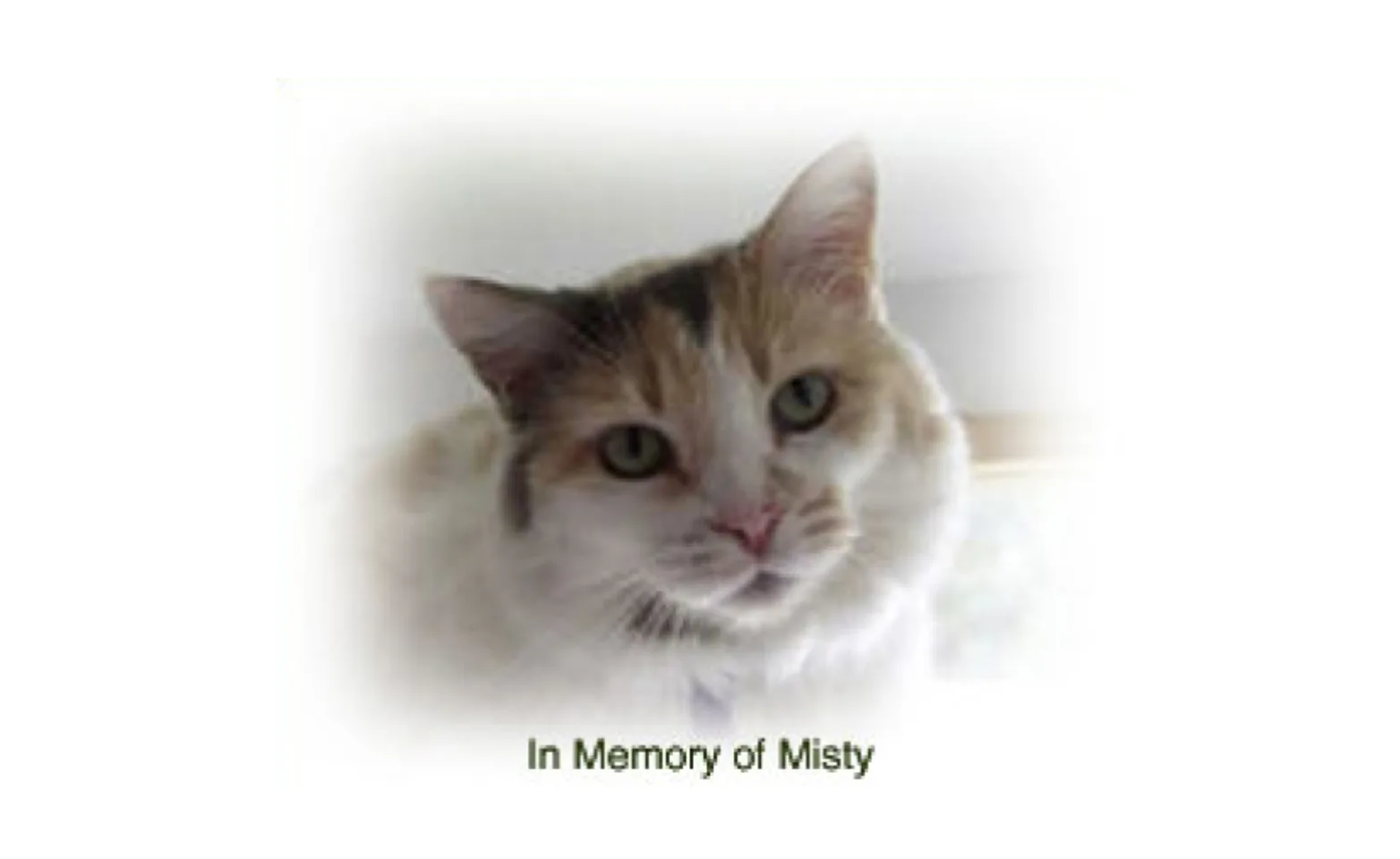 A cat named Misty A cat named Misty