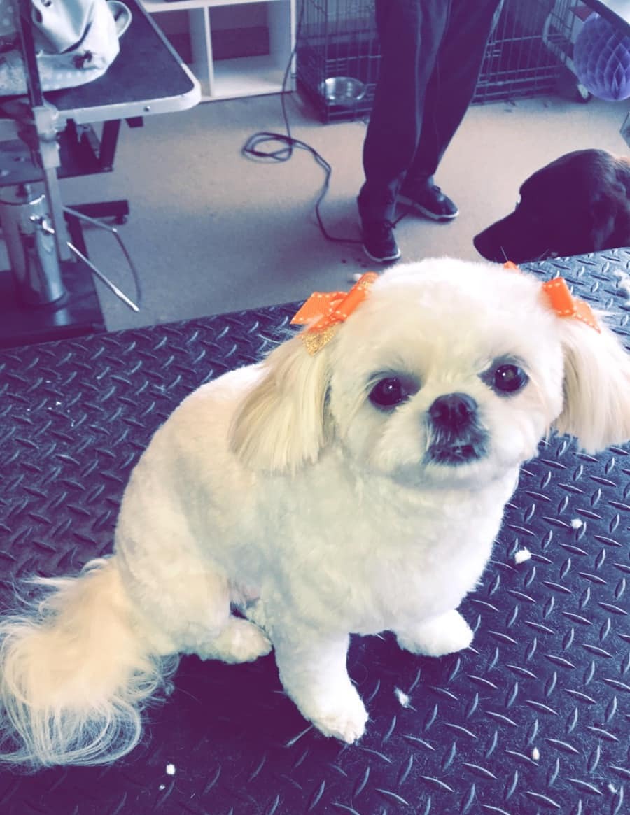 White dog after grooming