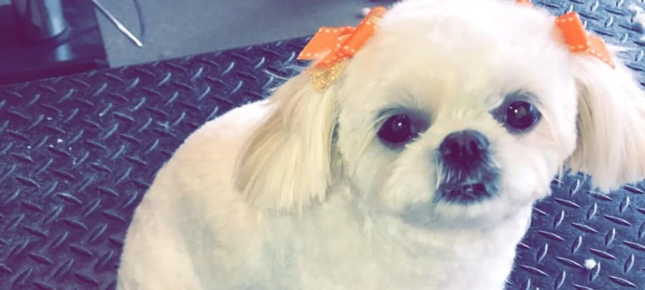 White dog after grooming White dog after grooming