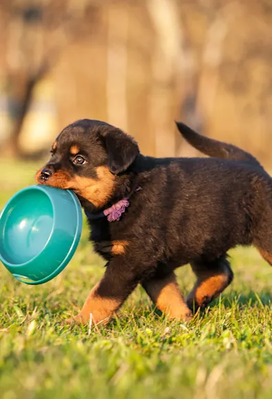 dog holding bowl in mouth dog holding bowl in mouth