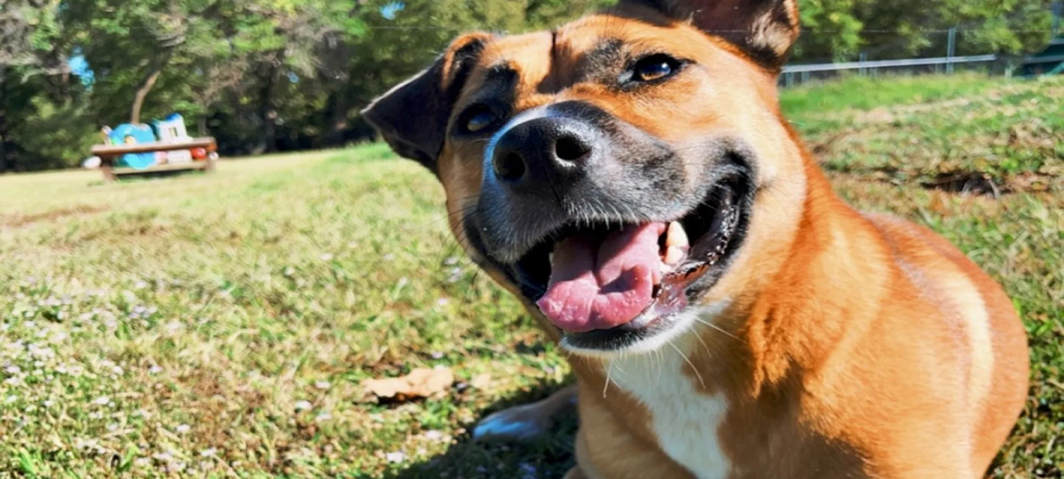 puppy laying on grass puppy laying on grass