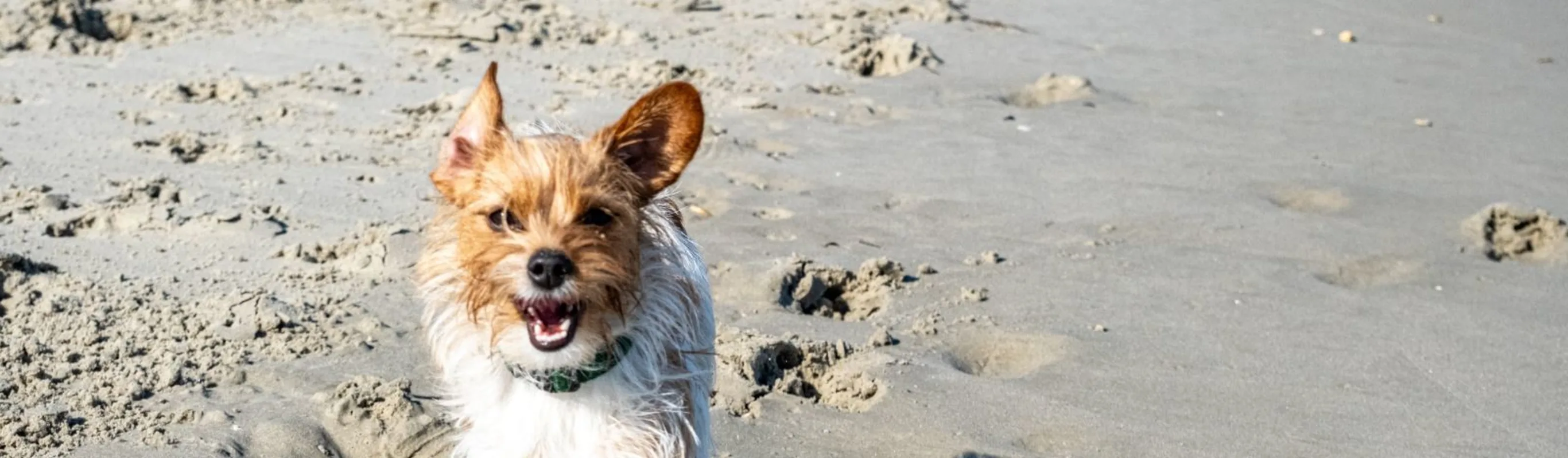 Dog running on sand Dog running on sand