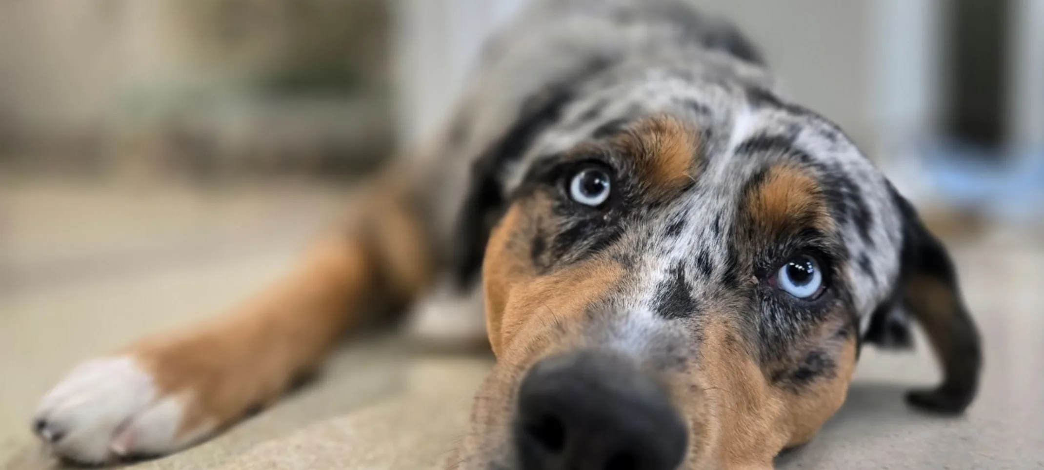 Dog laying on the floor Dog laying on the floor