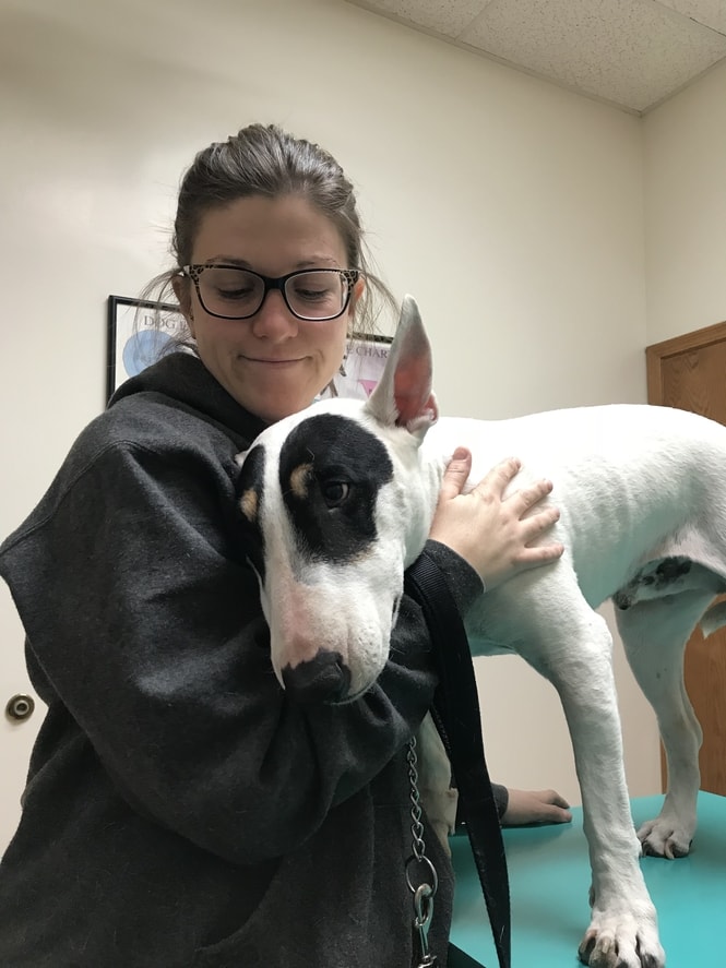 English bull terrier standing on examination table with veterinarian
