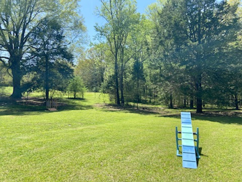SeeSaw at the dog park.