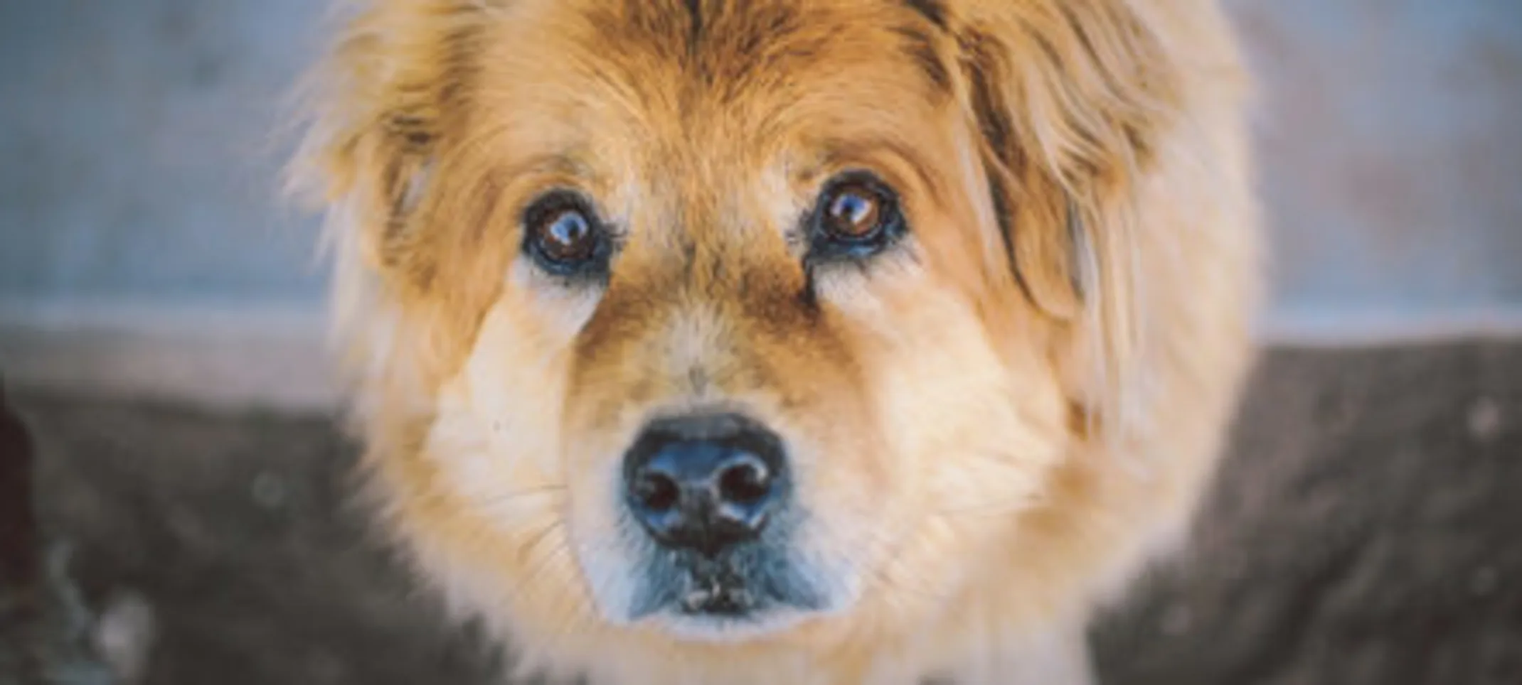 A golden haired dog with big eyes. A golden haired dog with big eyes.