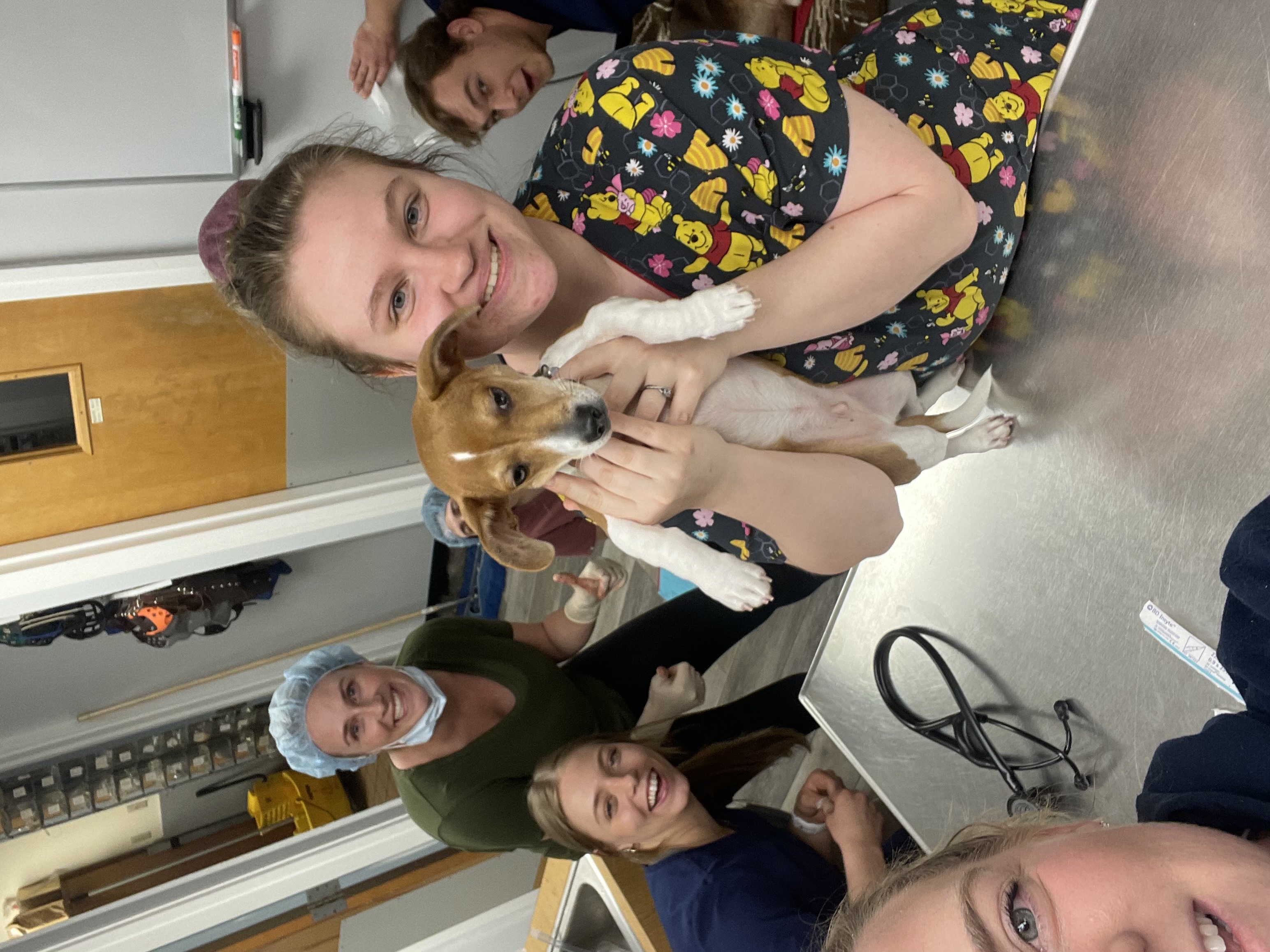 Vets Holding Brown and White Dog at Ferry Farm Animal Clinic