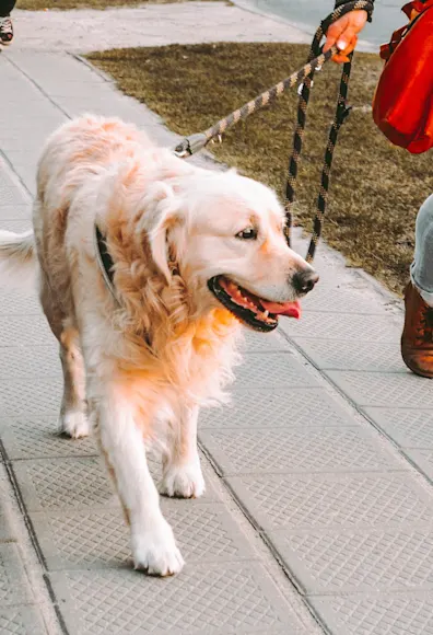 dog walking on sidewalk