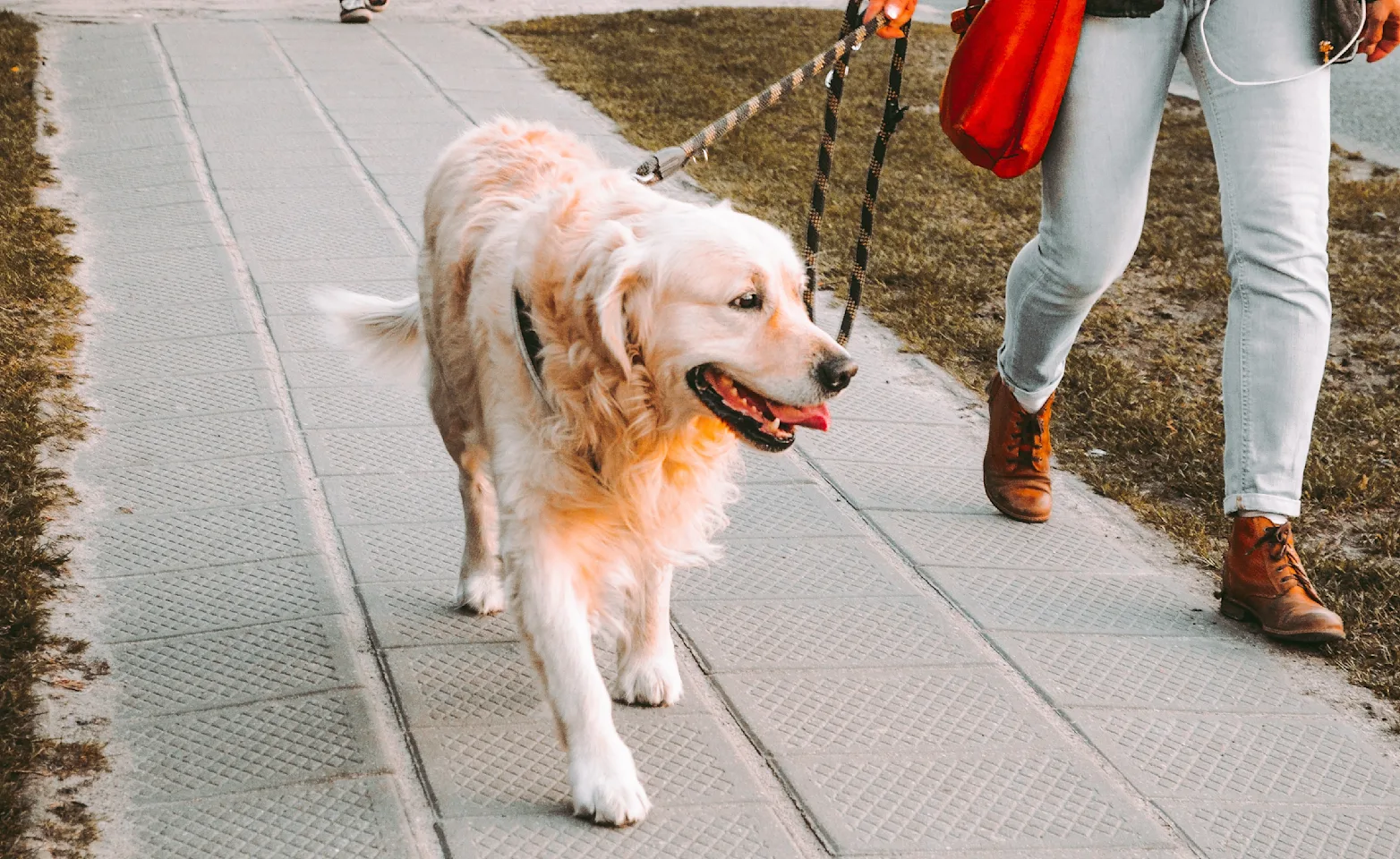 dog walking on sidewalk