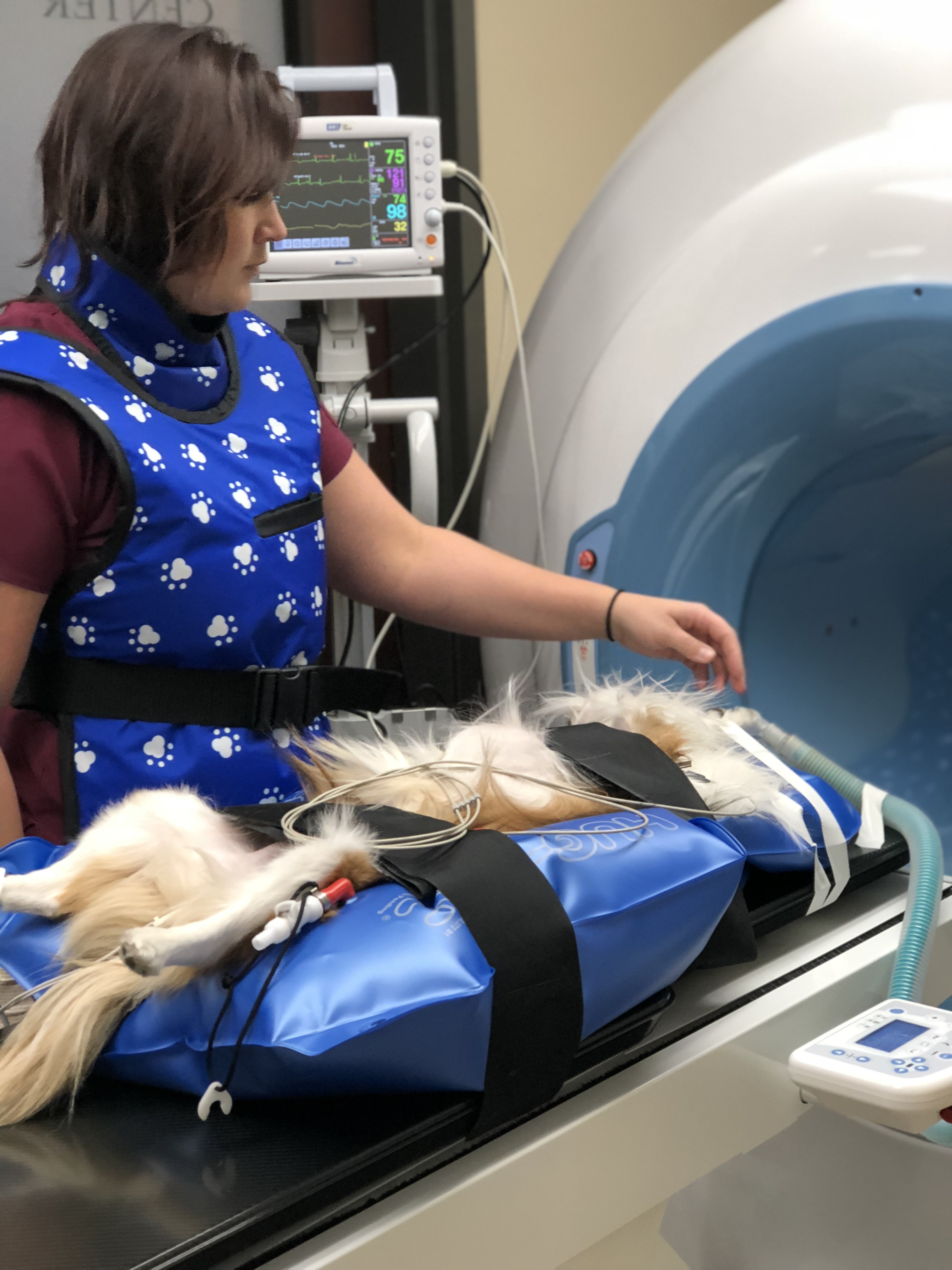 Dog in a CT Scan machine