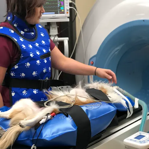 Dog in a CT Scan machine Dog in a CT Scan machine