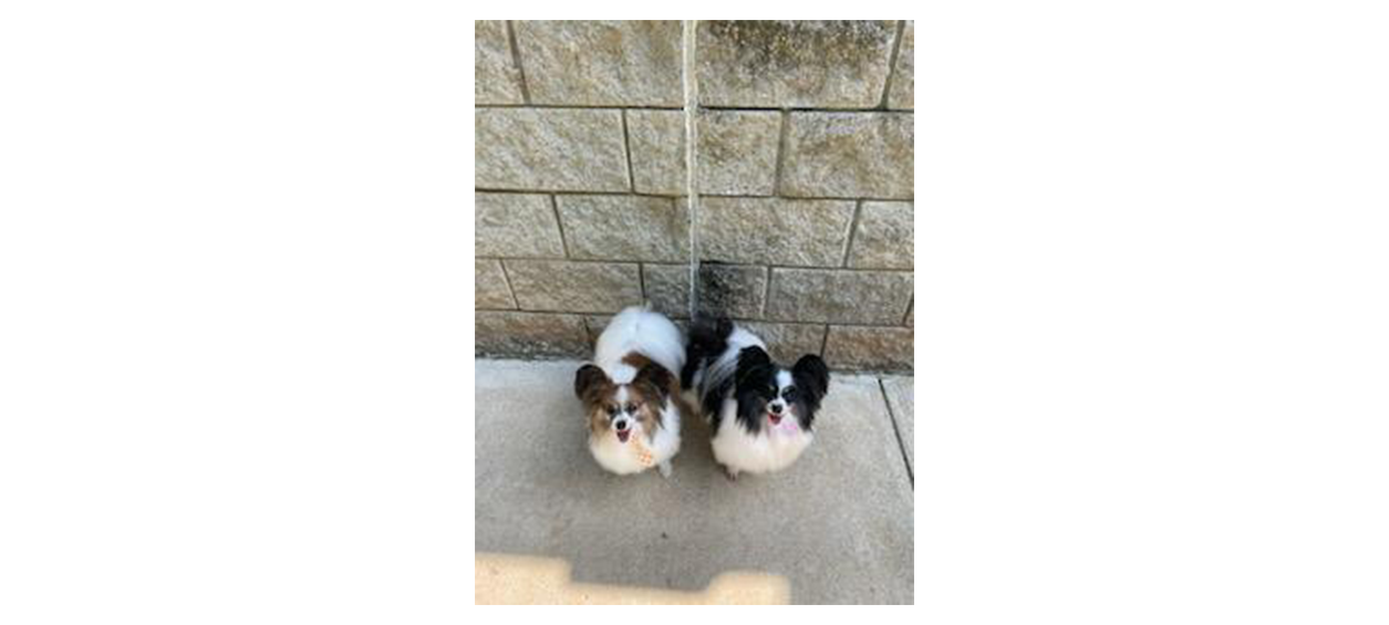 Two small dogs looking up