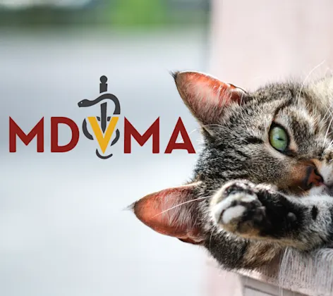 MDVMA logo with a cat's face peeking out MDVMA logo with a cat's face peeking out
