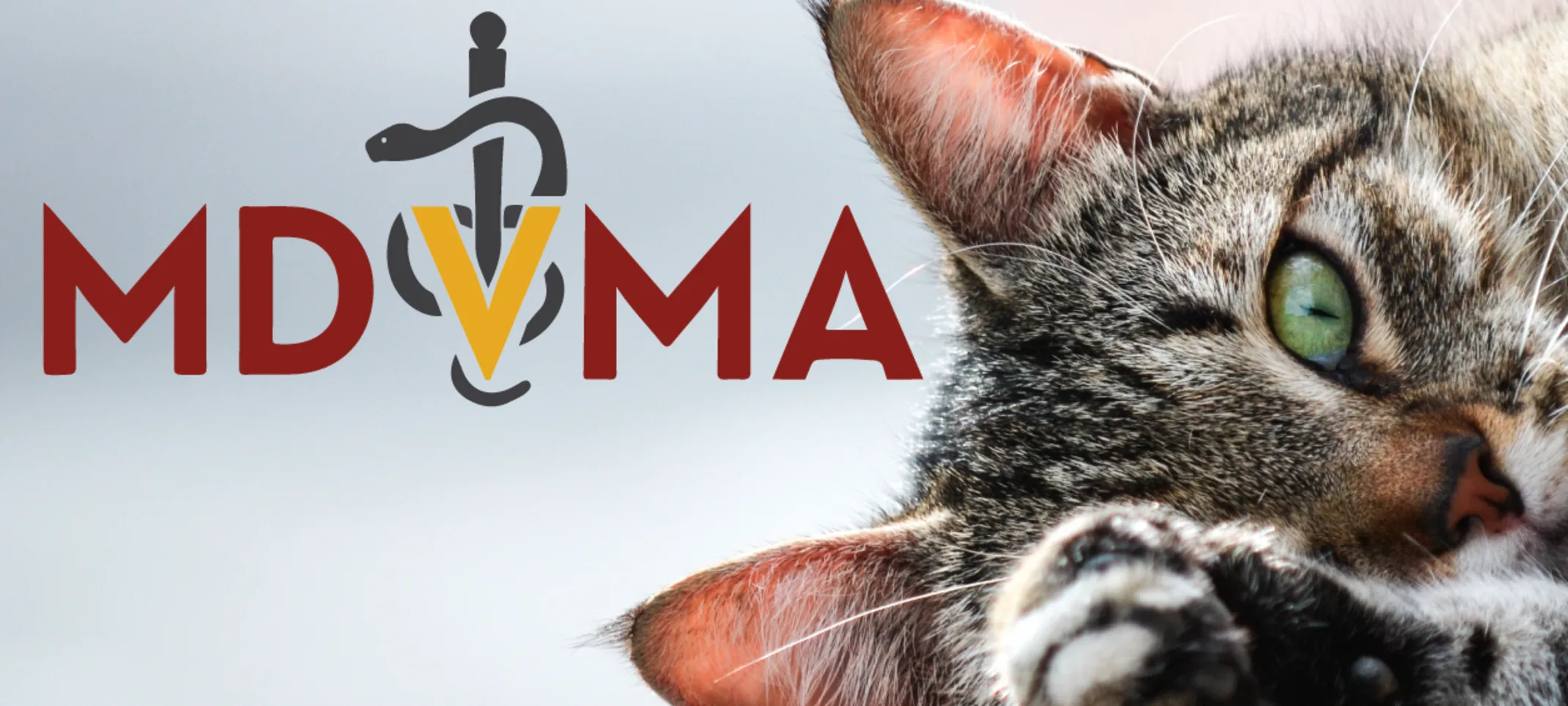 MDVMA logo with a cat's face peeking out MDVMA logo with a cat's face peeking out