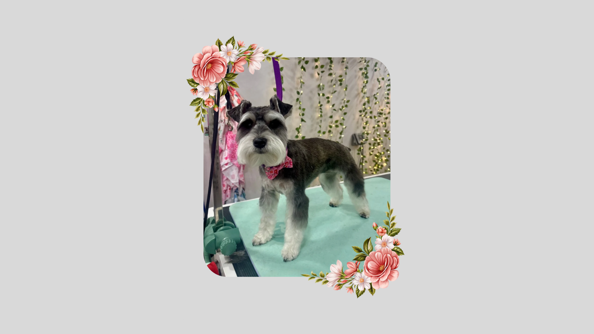 Small dog with pink bow tie on a grooming table