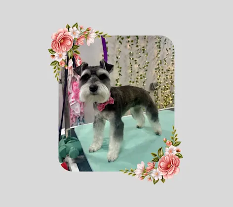 Small dog with pink bow tie on a grooming table Small dog with pink bow tie on a grooming table