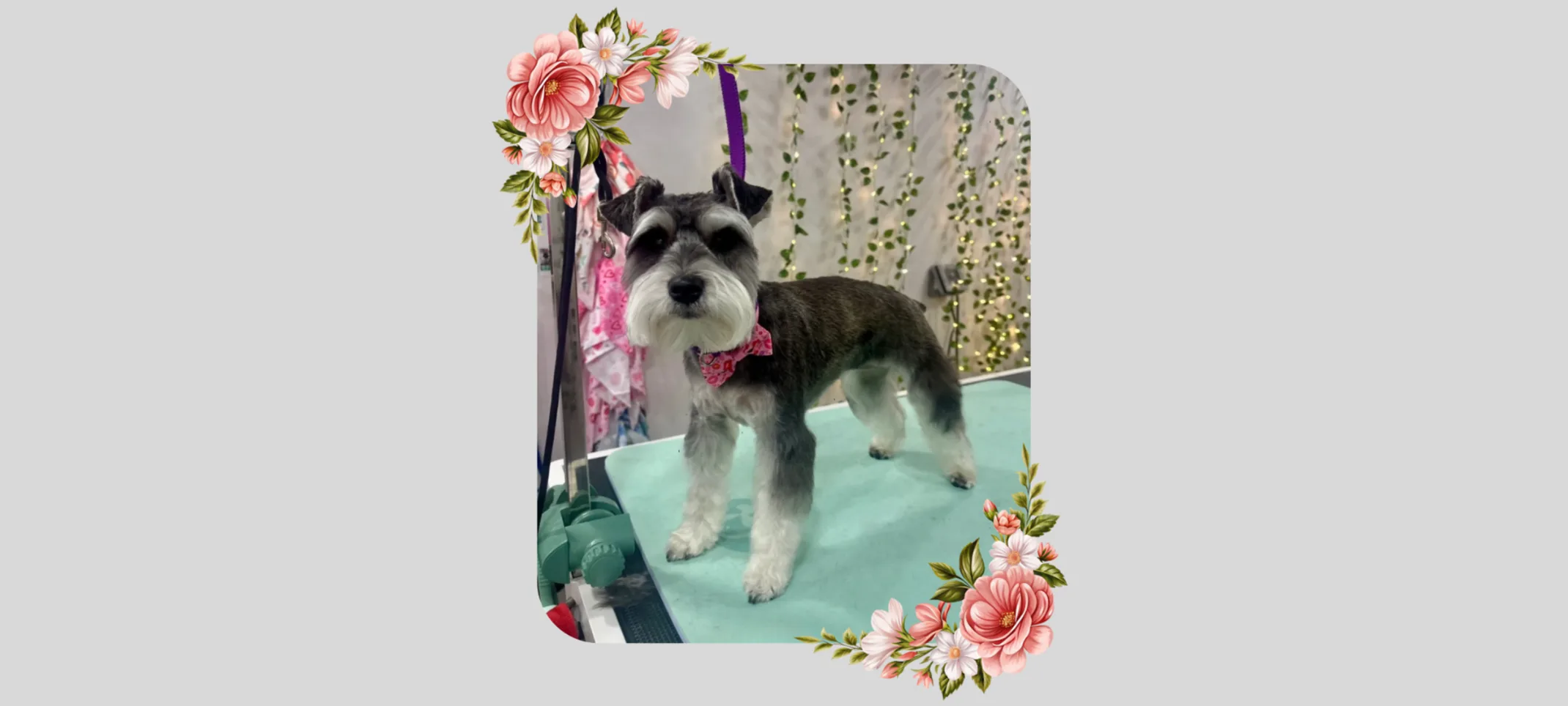 Small dog with pink bow tie on a grooming table Small dog with pink bow tie on a grooming table