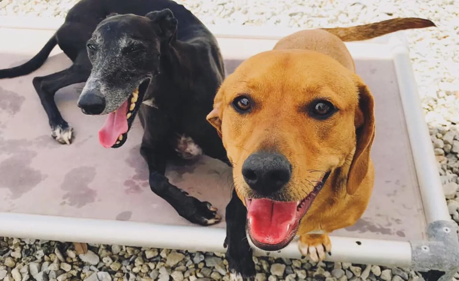 Dogs Laying on Bed Outside