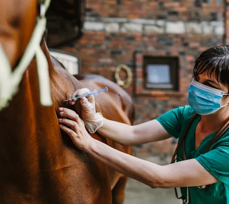 Horse receiving a shot Horse receiving a shot