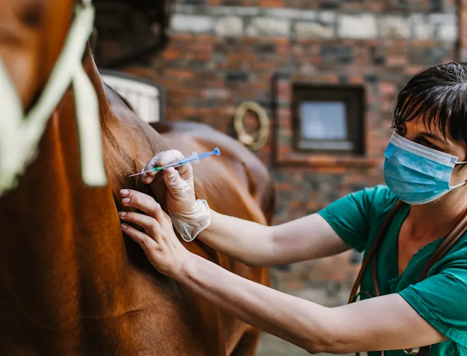 Horse receiving a shot Horse receiving a shot