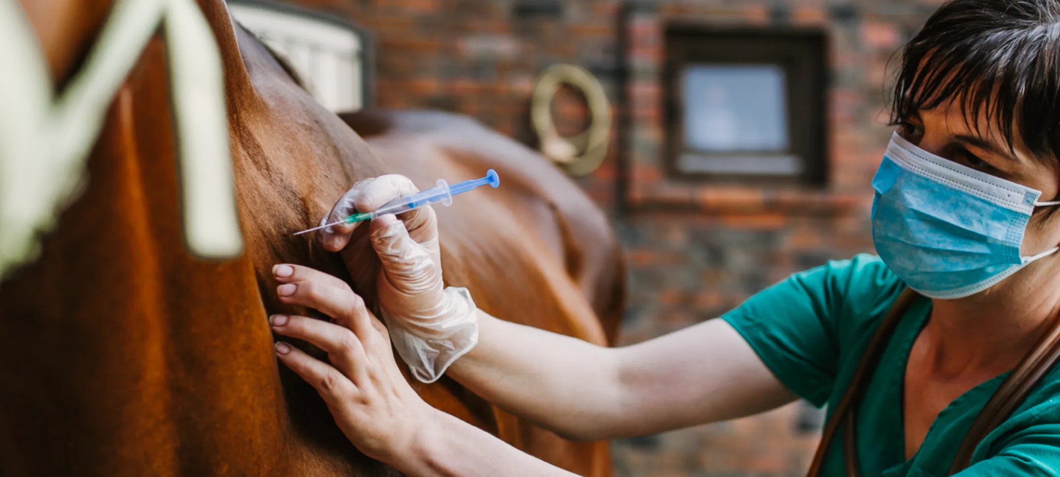 Horse receiving a shot Horse receiving a shot
