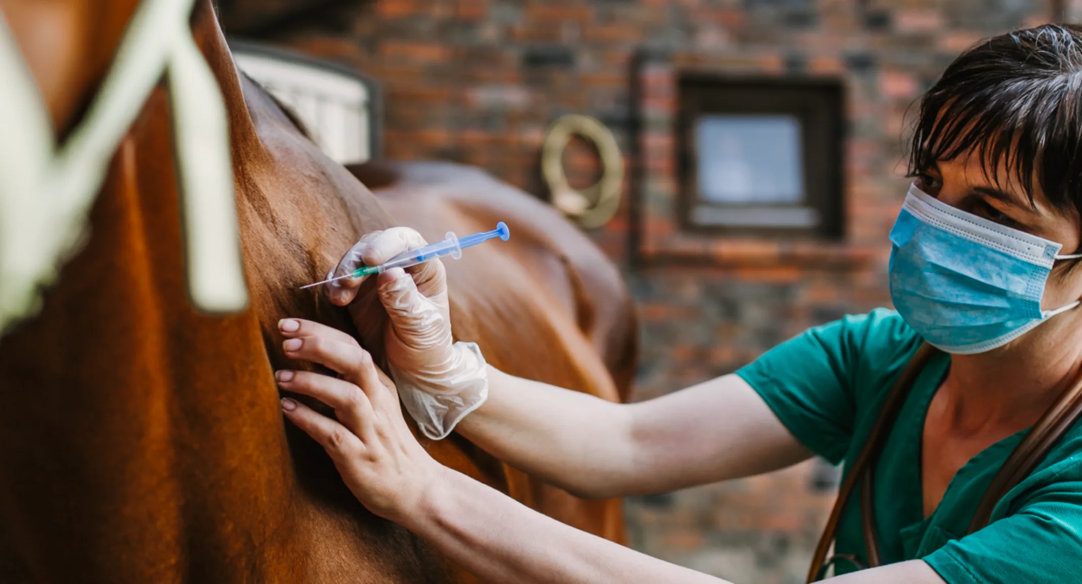 Horse receiving a shot Horse receiving a shot