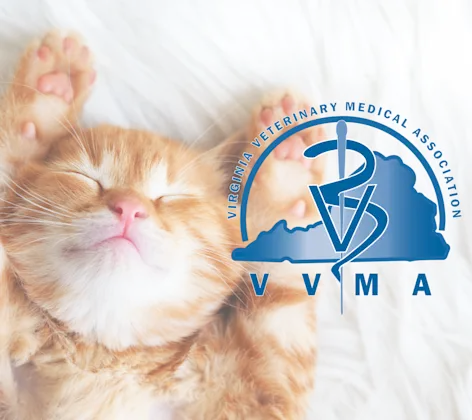 VVMA VVMA