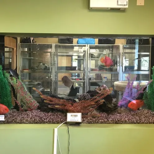 Ocotillo Animal Clinic and Pet Resort Cat Boarding Fish Tank