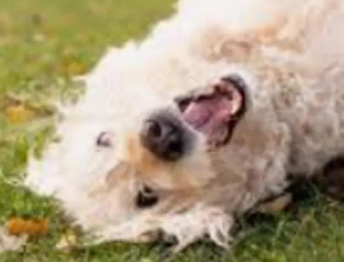 Chloe a white dog. Chloe a white dog.
