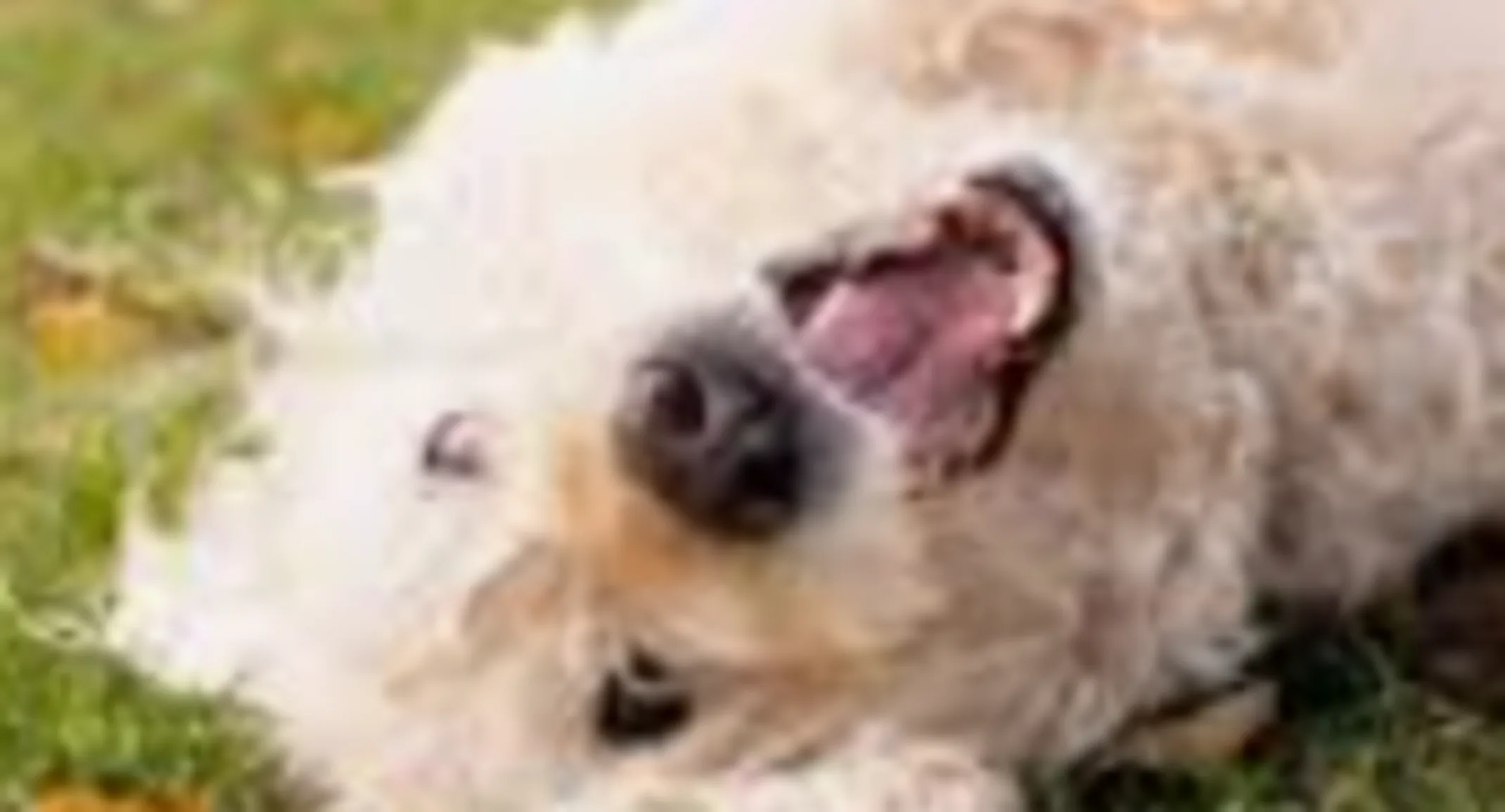 Chloe a white dog. Chloe a white dog.