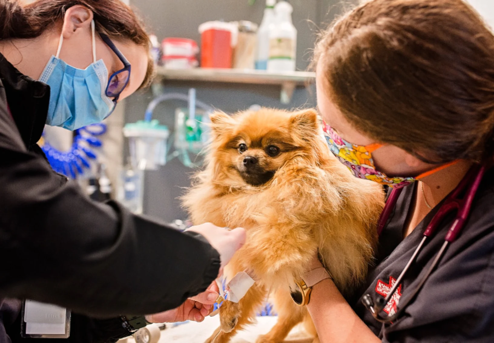 Staff with Dog at Veterinary Emergency & Specialty Hospital (VESH) Wichita