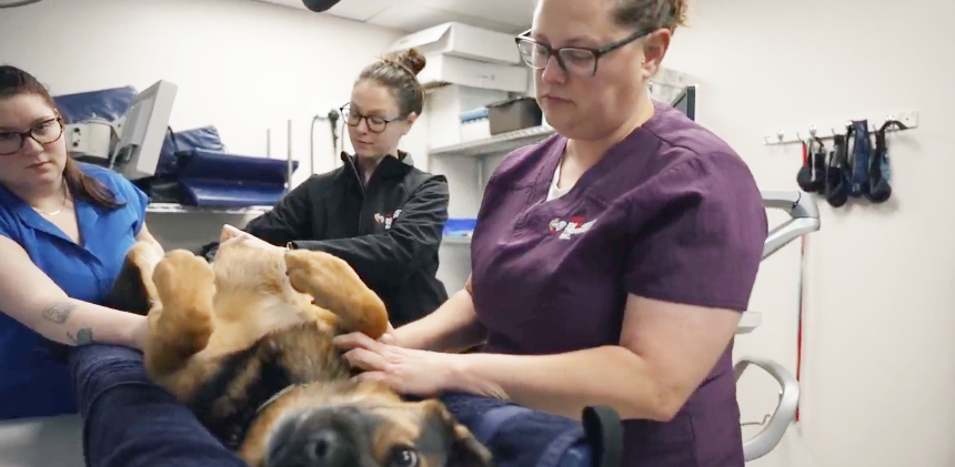 Staff checking a dog laying on it's back.