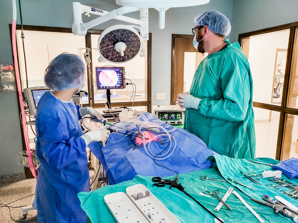 laparoscopic surgery at Park West Veterinary associates
