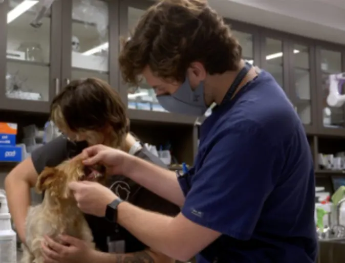 A veterinarian checking the gums of a dog on the exam table