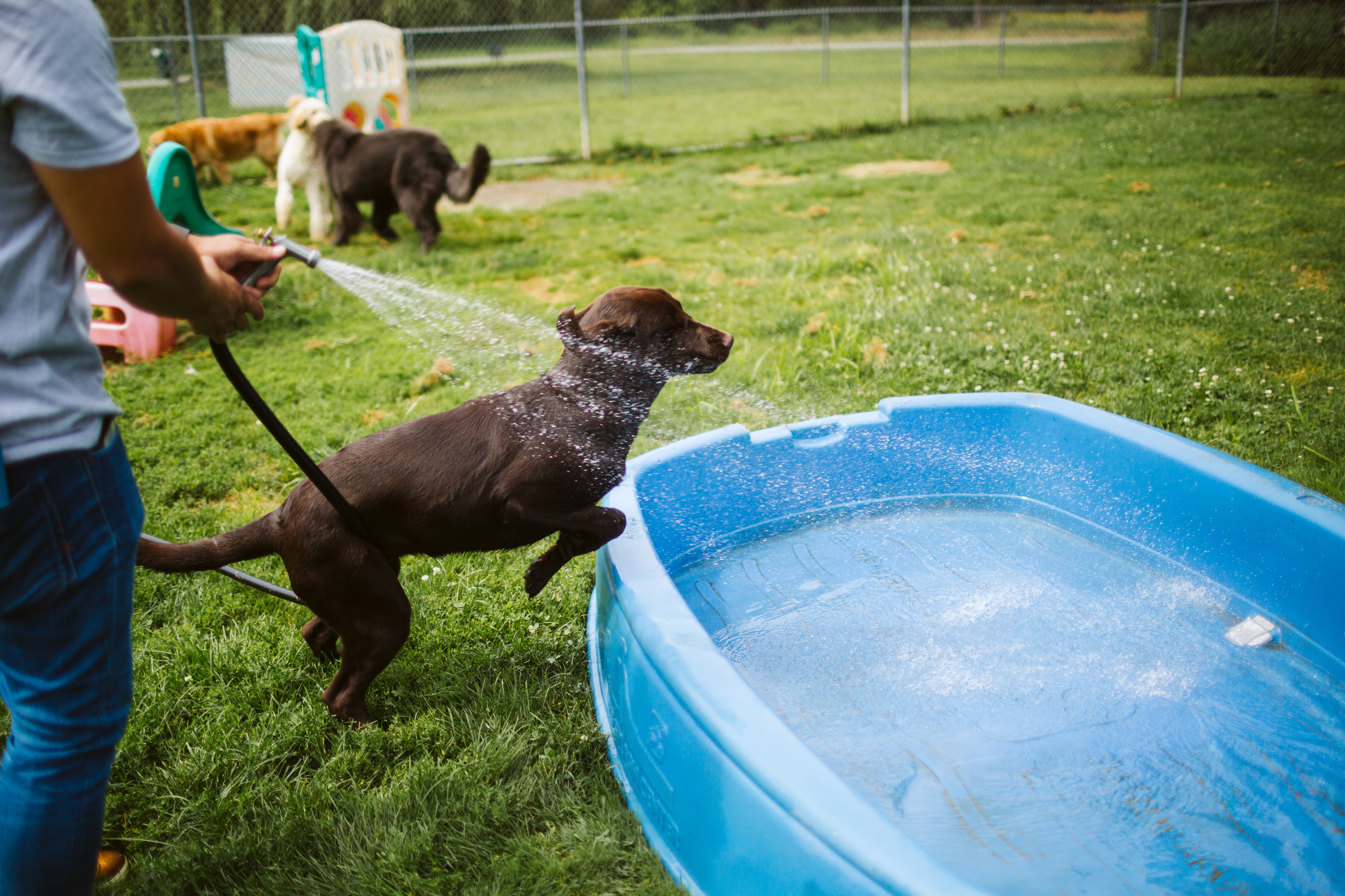 The Pet Spa & Resort Small Pool