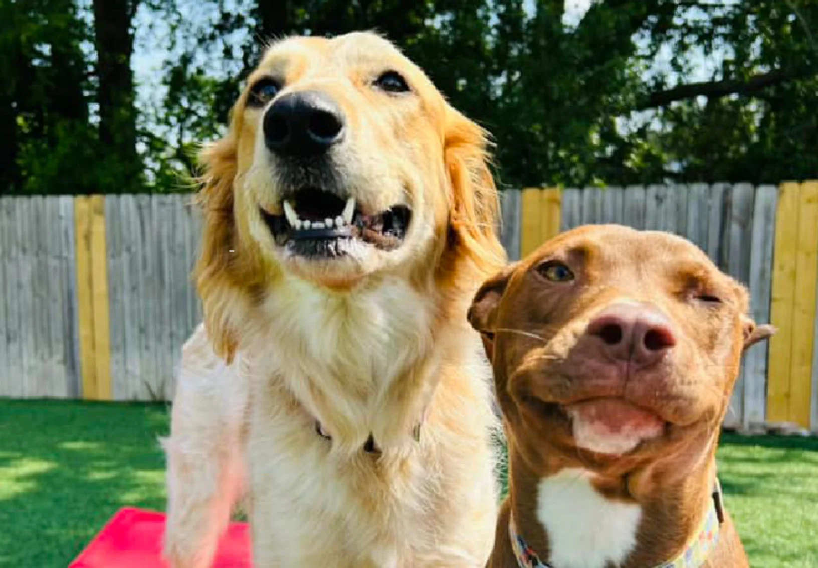Two dogs on the playground at Club Mutts Two dogs on the playground at Club Mutts