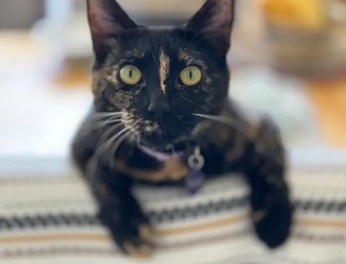 Black Cat named Minnie Black Cat named Minnie