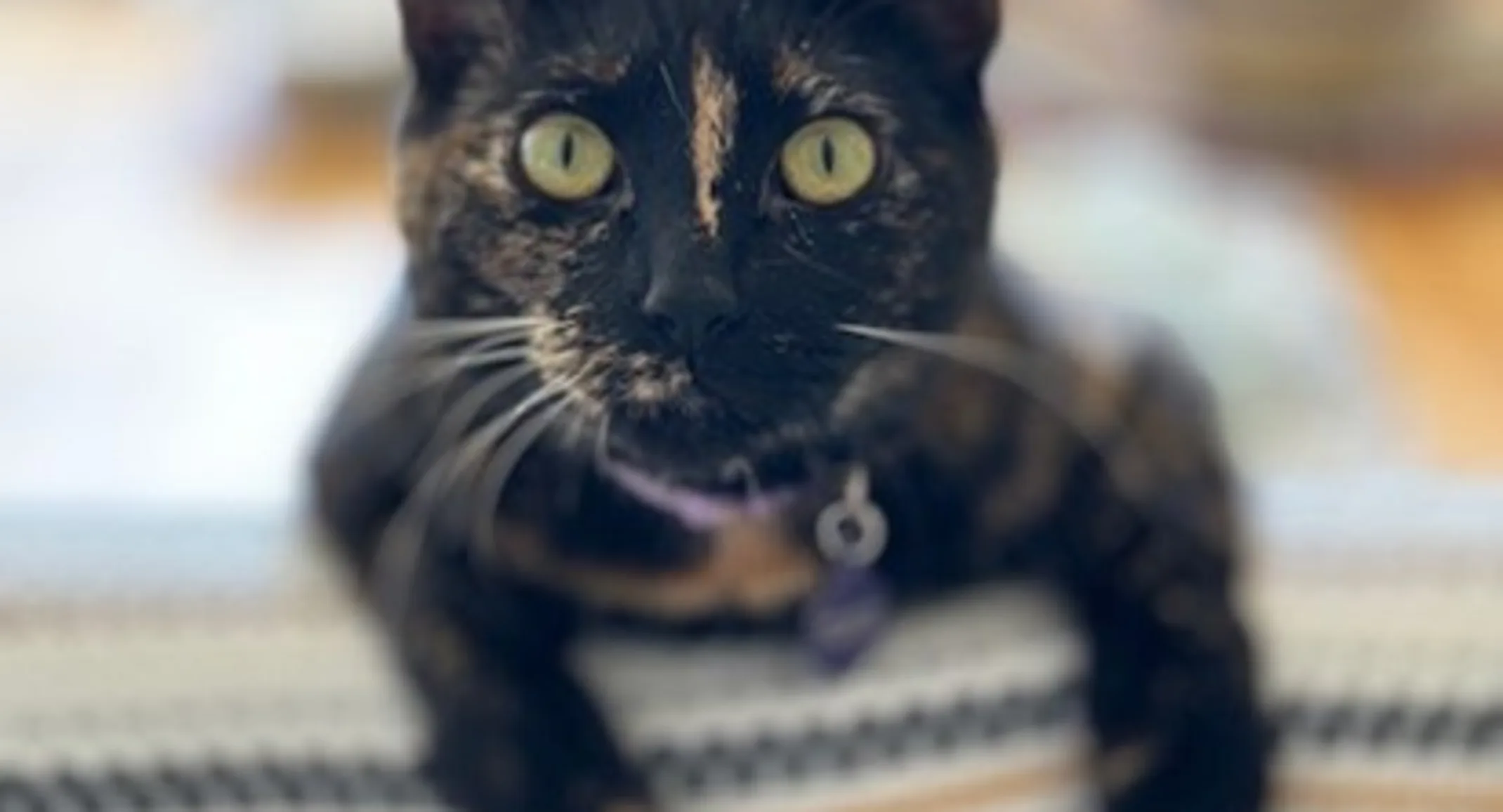 Black Cat named Minnie Black Cat named Minnie