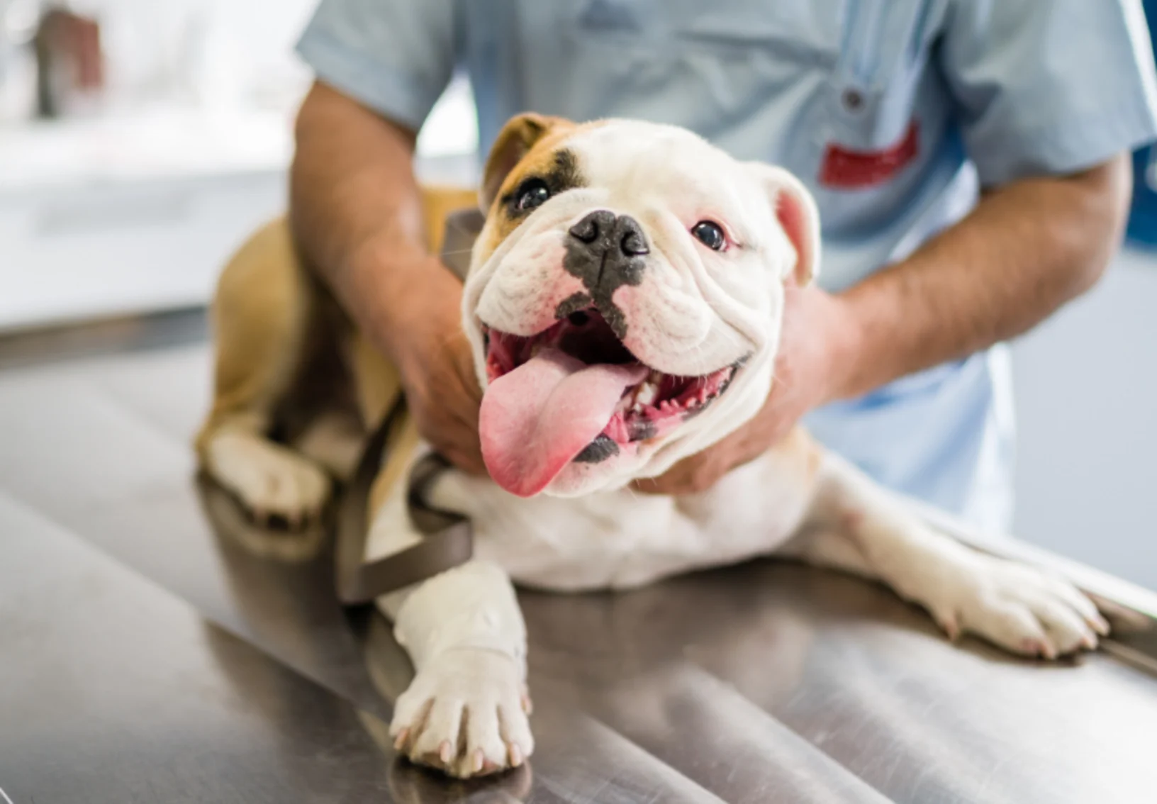 Dog Smiling At Camera Laying on Exam Table with Veterinarian Dog Smiling At Camera Laying on Exam Table with Veterinarian