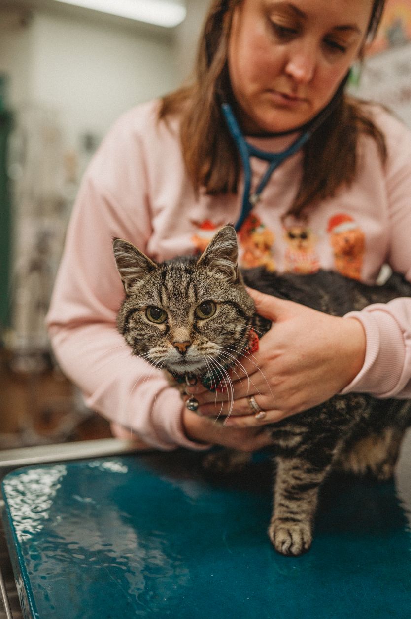 Cat being examined by veterinarian
