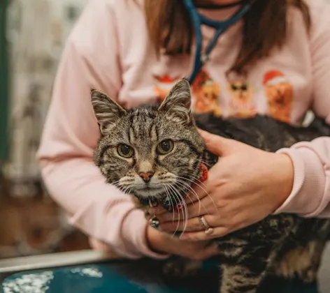 Cat being examined by veterinarian Cat being examined by veterinarian