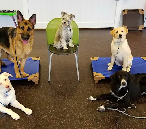 5 Dogs Sit & Lay in a Circle 5 Dogs Sit & Lay in a Circle