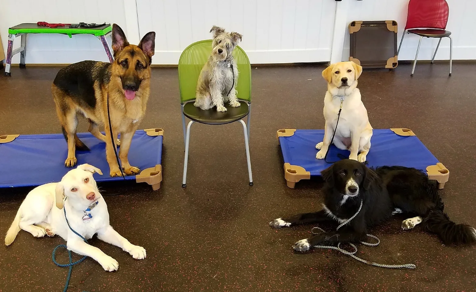 5 Dogs Sit & Lay in a Circle