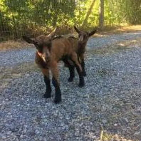 two kid goats standing together