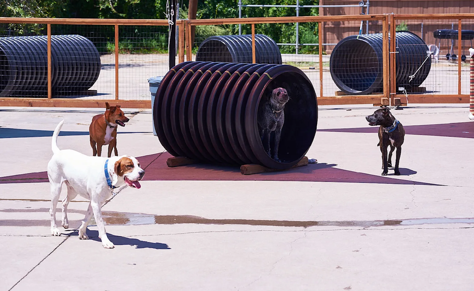 Dogs playing in park at City Bark Denver, specializing in pet boarding and daycare services