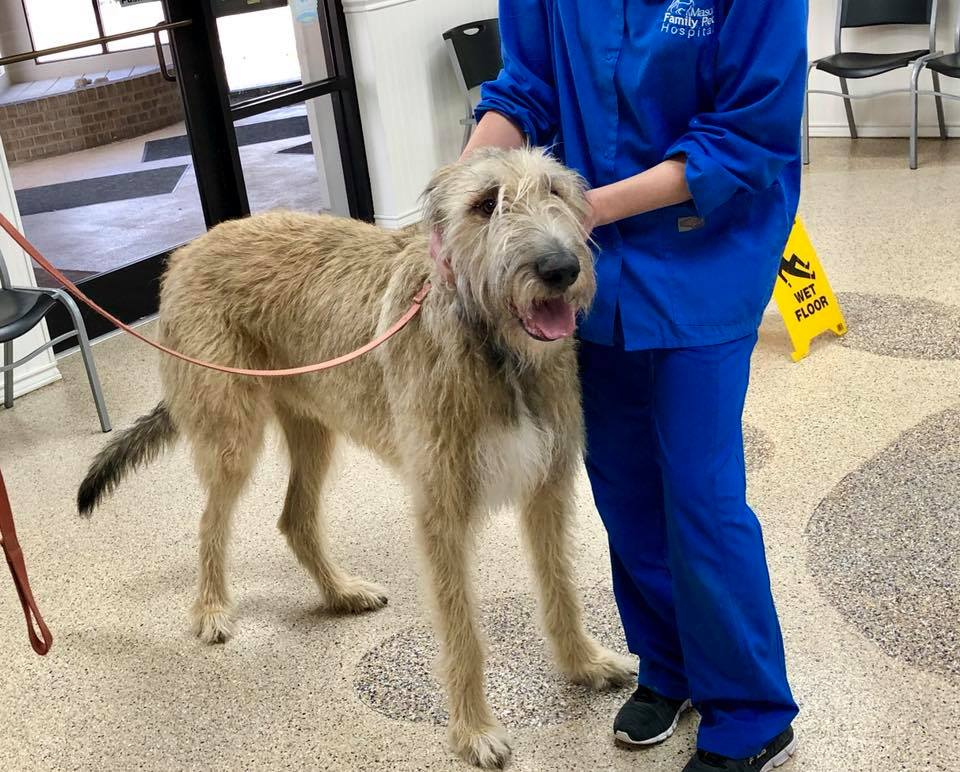 Large dog on leash in lobby