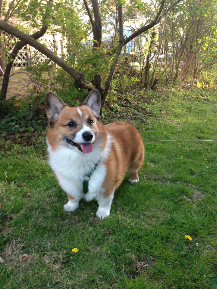 Corgi on grass smiling with tongue out