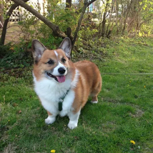 Corgi on grass smiling with tongue out